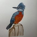 Ilustración naturalista de aves con acuarela: Martín Pescador . % constanzov tarafından hazırlanan Geleneksel illüstras, on, Sulubo, a Resim, Gerçekçi Çizim, Doğalcı İllüstras, Ve on projesi - 07.31.2024