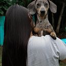 Mi proyecto del curso: Fotografía lifestyle de perros. Projekt z dziedziny Fotografia, Fotografia portretowa, Fotografia na Instagram, Fotografia dokumentalna,  Fotografia lifest i le użytkownika Karen Céspedes - 27.07.2024