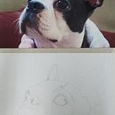 Exercício sobre esboço do curso Retratos de Pets a Lápis de Cor.. Un progetto di Disegno a matita di Anaisa OP - 02.08.2024