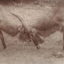 Mi proyecto del curso: Goma bicromatada: impresión fotográfica alternativa. Un proyecto de Artesanía, Bellas Artes, Estampación, DIY y Fotografía analógica de ambigu50 - 06.08.2024
