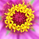 Mi proyecto del curso: Introducción a la fotografía macro. Een project van Fotografie, Productfotografie, Studiofotografie y Digitale fotografie van j_aalejandro - 07.08.2024