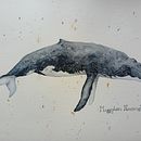 Mon projet du cours : Techniques d'illustration naturaliste : baleines à l'aquarelle. Un proyecto de Bellas Artes, Pintura, Pintura a la acuarela e Ilustración naturalista				 de Lilie Lafée - 12.08.2024
