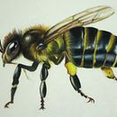 buzz buzz Ein Projekt aus dem Bereich Traditionelle Illustration, Zeichnung, Realistische Zeichnung, Artistische Zeichnung, Zeichnen mit Buntstiften und Naturalistische Illustration von norineedles - 13.08.2024