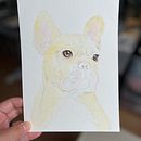 My project for course: Expressive Animal Portraits in Watercolor . Pictură în acuarelă, Desen realist & Ilustrație naturalistă de tianyunamyliu - 08.14.2024