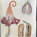 Mon projet du cours : Dessin de créatures fantastiques inspirées de la nature Ein Projekt aus dem Bereich Bleistiftzeichnung, Zeichnung, Aquarellmalerei, Sketchbook und Naturalistische Illustration von oana_velcea - 15.08.2024