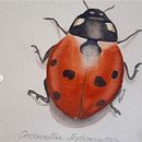Il mio progetto del corso: Acquerello botanico del mondo naturale. Un progetto di Belle arti, Pittura, Pittura ad acquerello, Illustrazione botanica e Illustrazione naturalistica di Antonio Maiorelli - 17.08.2024