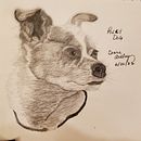 Pets (Graphite) . % Diane Ackley tarafından hazırlanan Geleneksel illüstras, on, Kalem Çizimi, Çizim, Eskiz çizimi, Ve Gerçekçi Çizim projesi - 06.19.2022