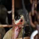 Confinados: A comercialização de animais vivos em mercados públicos. . Fotografi, Fotografi Pascaproduksi, Fotografi Luar Ruang, Dan Fotografi Dokumenter proyek oleh arthur_botelho18 - 07.26.2024