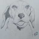 Mi proyecto del curso: Dibujo naturalista de animales con grafito . Ilustrație tradițională, Desen în creion, Desen & Ilustrație naturalistă de Noemi Vazquez - 08.22.2024
