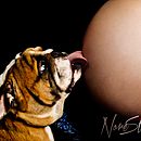 Fotografías de NoreStudios. Un proyecto de Fotografía, Dirección de arte, Post-producción fotográfica		, Fotografía digital, Realización audiovisual, Fotografía en exteriores y Composición fotográfica de Norelkys Ramírez - 26.08.2024