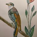 Birds. Un proyecto de Ilustración tradicional de Cristina Teodora Stef - 30.08.2024