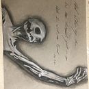 "Bones Study" Finished in second art class in high school. Based off the statue "Epitaph on the Heart of René de Chalon".. Traditional illustration, and Artistic Drawing project by Alexis - 10.16.2023