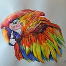 Gucamayo Bandera - Cati Gómez - Técnica mixta. Projekt z dziedziny Trad, c i jna ilustracja użytkownika Catalina Gómez - 02.09.2024