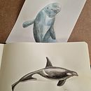 Mi proyecto del curso: Técnicas de ilustración naturalista: ballenas en acuarela. Un progetto di Illustrazione naturalistica, Pittura, Pittura ad acquerello e Belle arti di M.Belen - 16.09.2024