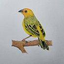 Meu projeto do curso: Pintura em aquarela: arte de aves e fauna naturalista. Un progetto di Disegno, Belle arti, Illustrazione naturalistica, Disegno a matita, Disegno realistico e Pittura ad acquerello di Thayane Patusco - 11.07.2024