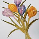My project for course: Illustrating Nature with Watercolor and Pen. Botanical Illustration, Drawing, Fine Arts, Traditional illustration, Painting, and Watercolor Painting project by dilatoryy - 08.30.2024