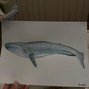 My project for course: Naturalist Illustration Techniques: Whales in Watercolor . % amandabatista2905 tarafından hazırlanan Doğalcı İllüstras, on, Tablo, Sulubo, a Resim, Ve Güzel sanatlar projesi - 09.20.2024