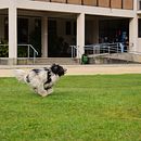 Doggy's en acción. Photographic Composition, Photograph, and Digital Photograph project by Mariela Fernanda Veloso - 09.22.2024