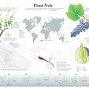 Pinot Noir Infographic. Un proyecto de Diseño editorial, Infografía, Ilustración editorial e Ilustración tradicional de Lindsay Holladay Van Damme - 23.09.2024