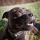 Il mio progetto del corso: Fotografia lifestyle di cani. Un progetto di Fotografia, Fotografia di ritratto, Fotografia lifest, le, Fotografia per Instagram e Fotografia documentaria di Eliana Prada - 27.09.2024