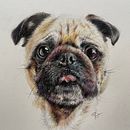 My project for course: Pet Portraits in Colored Pencils. Een project van Traditionele illustratie y Naturalistische illustratie van Ekaterina Boga - 20.09.2024