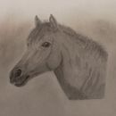 My project for course: Realistic Wildlife Images in Graphite Pencil . % Margaret Fraser tarafından hazırlanan Çizim, Güzel sanatlar, Doğalcı İllüstras, on, Kalem Çizimi, Ve Gerçekçi Çizim projesi - 10.01.2024