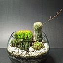 ECOTERRA . Un progetto di Interior Design, Interior design, DIY, Paesaggismo e Design floreale e vegetale di Ailid Patiño de Romero - 29.09.2024