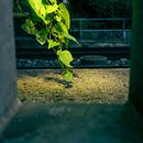 Flash life: green serie. Een project van Artistieke fotografie van Clem Gillieron - 04.10.2024