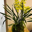 My project for course: Kokedamas: Create Natural Moss Pots . Projekt z dziedziny Craft,  Dekoracja wnętrz, Projektowanie wnętrz, DIY, Architektura krajobrazu, Kompoz i cje kwiatowe i botaniczne użytkownika Anastassia Maksimova - 04.10.2024