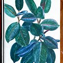 Gummibaum. Drawing, Arts, Crafts, and Fine Arts project by Charlotte Jergitsch - 09.29.2024