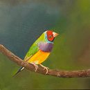 Meu projeto do curso: Pintura a óleo clássica para retratos naturalistas de pássaros. Un projet de Beaux Arts, Illustration naturaliste, Peinture à l'huile , et Peinture de Vanessa Silva - 03.09.2024