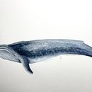 Ballena azul: Técnicas de ilustración naturalista: ballenas en acuarela Ein Projekt aus dem Bereich Traditionelle Illustration, Aquarellmalerei und Bildende Künste von Judith Elizondo - 07.10.2024