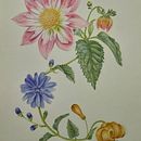Mi proyecto del curso: Acuarela realista para composiciones botánicas . % beatrizasinl tarafından hazırlanan Botanik İllüstras, on, Çizim, Geleneksel illüstras, on, Sulubo, Ve a Resim projesi - 10.08.2024