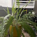 My project for course: Interior Design for Beginners: Decorating with Plants. Projekt z dziedziny  Dekoracja wnętrz, DIY, Kompoz, cje kwiatowe i botaniczne, Dekoracja wnętrz, Projektowanie wnętrz, Architektura krajobrazu i Projektowanie przestrzeni użytkownika lisadeliwala - 09.10.2024