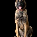 Mi proyecto del curso: Introducción a la fotografía de perros. Een project van Fotografie, Studiofotografie, Portretfotografie, Lifest, le fotografie,  Documentairefotografie e Interieurfotografie van Oscar Hernandez Martinez - 12.10.2024