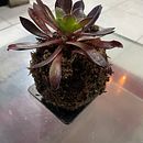 Mi proyecto del curso: Kokedamas: crea macetas naturales de musgo. Un proyecto de Artesanía, Decoración de interiores, Diseño de interiores, DIY, Paisajismo, Diseño floral y vegetal de mirla_lobos_vidal - 14.10.2024