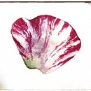Ботанічна акварель Ein Projekt aus dem Bereich Aquarellmalerei von NADIIA ZEMLIANSKA - 19.10.2024