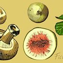 Mi proyecto del curso: Ilustración botánica: del cuaderno a la lámina . % Karime Reyes tarafından hazırlanan Botanik İllüstras, on, Çizim, Geleneksel illüstras, on, Mürekkep İllüstras, onu, Eskiz defteri, Ve Eskiz çizimi projesi - 10.20.2024