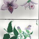 Aquarela botanica. Een project van Aquarelschilderen van Ive Santos Ferreira - 21.10.2024