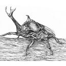 Japanese Rhinoceros Beetle. Desenho, Desenho realista, Ilustração tradicional e Ilustração com tinta projeto de Ella - 03.05.2024