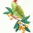 Meu projeto do curso: Pintura em aquarela: arte de aves e fauna naturalista Ein Projekt aus dem Bereich Zeichnung, Bildende Künste, Naturalistische Illustration, Bleistiftzeichnung, Realistische Zeichnung und Aquarellmalerei von Stella Valim - 20.10.2024