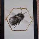 My project for course: Illustrating the Natural World with Watercolor and Charcoal. Traditional illustration, Naturalistic Illustration, and Painting project by Ramona Cameron - 12.18.2024