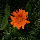 Meu Projeto Final  . Komposisi Fotografi, Fotografi, Dan Fotografi Digital proyek oleh Graciele Zanotti - 10.27.2024