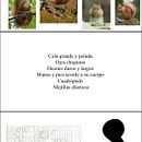 animal. Design project by Anastassia Rojas - 10.30.2024