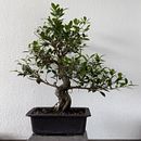Ficus Micro Carpa Development (Tiger Bark Ficus). Un progetto di Design floreale e vegetale, Artigianato e Arte Terapia di Alex Mendoza - 31.10.2024