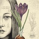 Crocus. Projekt z dziedziny Ilustracje dla dzieci, Ilustracja c, frowa, R, sunek botaniczn, Ilustracja w, dawnicza, Ilustracja naturalist, czna i Portret użytkownika Marina Wild - 03.11.2024