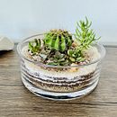 Mi proyecto del curso: Arte vegetal: crea tu propio terrario abierto. Een project van  Interieurdecoratie, Interieurontwerp, DIY, L, scaping y Bloem- en plantenschikken van nickol_68 - 05.11.2024