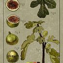My project for course: Botanical Illustration: From Notebook to Print. Un projet de Illustration botanique, Dessin, Illustration traditionnelle, Illustration à l'encre, Carnet de croquis , et Esquisse  de olesyaproector - 10.11.2024