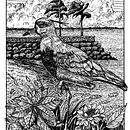 Un Tero cerca del río . Desen artistic, Desen, Ilustrație cu cerneală, Ilustrație naturalistă, Caiet de schițe și Schițe de Walter Garcia - 11.13.2024