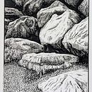 My project for course: Dip Pen and Ink Illustration: Capturing The Natural World. Un projet de Dessin artistique, Dessin, Illustration à l'encre, Illustration naturaliste, Carnet de croquis , et Esquisse  de bethaneekay11 - 15.11.2024